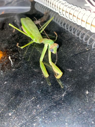 Praying Mantis