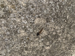 Tiger Moth Caterpillar (Woolly Bear Caterpillar)
