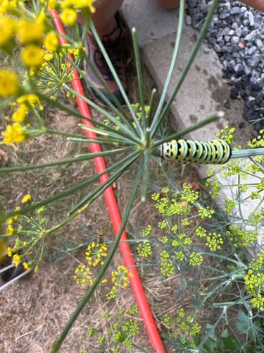 Black Swallowtail Caterpillar