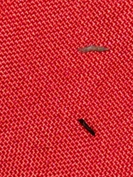 Carpet Beetle Larva (assumed)