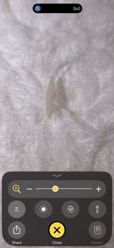 Case-bearing Clothes Moth (Larva)