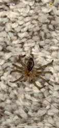 Sac Spider (likely Broad-faced Sac Spider)
