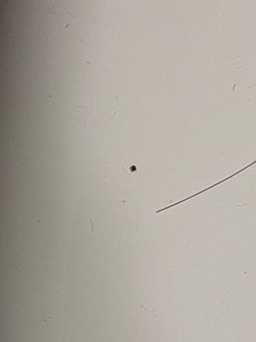 It is not possible to identify the insect from the provided image.