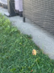 Orb-weaver spider