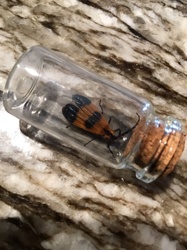Net-winged Beetle