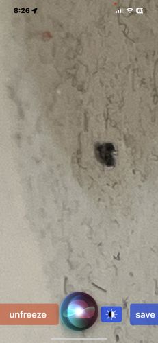 Cockroach (likely German Cockroach or American Cockroach based on context)