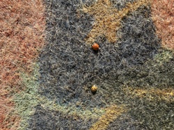 Ladybug (or Ladybird beetle)