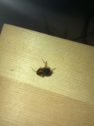Cockroach (likely German Cockroach or American Cockroach)