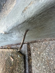 Inchworm (Geometer Moth Larva)