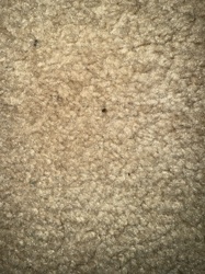 Carpet beetle (larva)