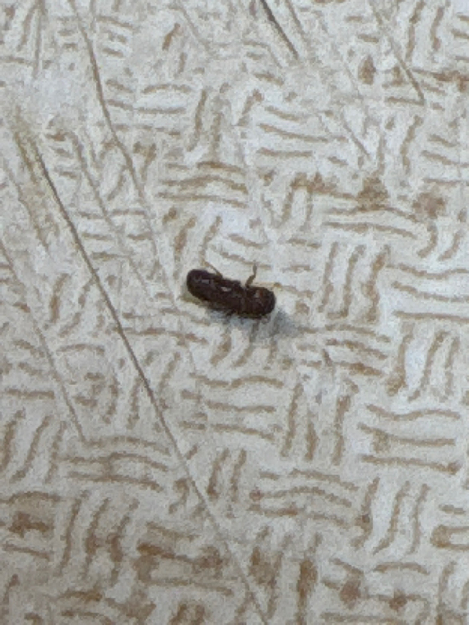 Bamboo Borer