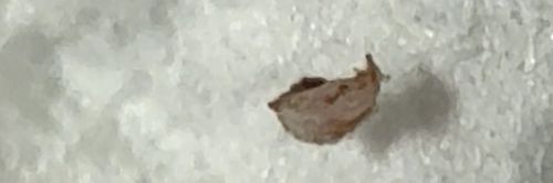 Booklouse (or Psocid)