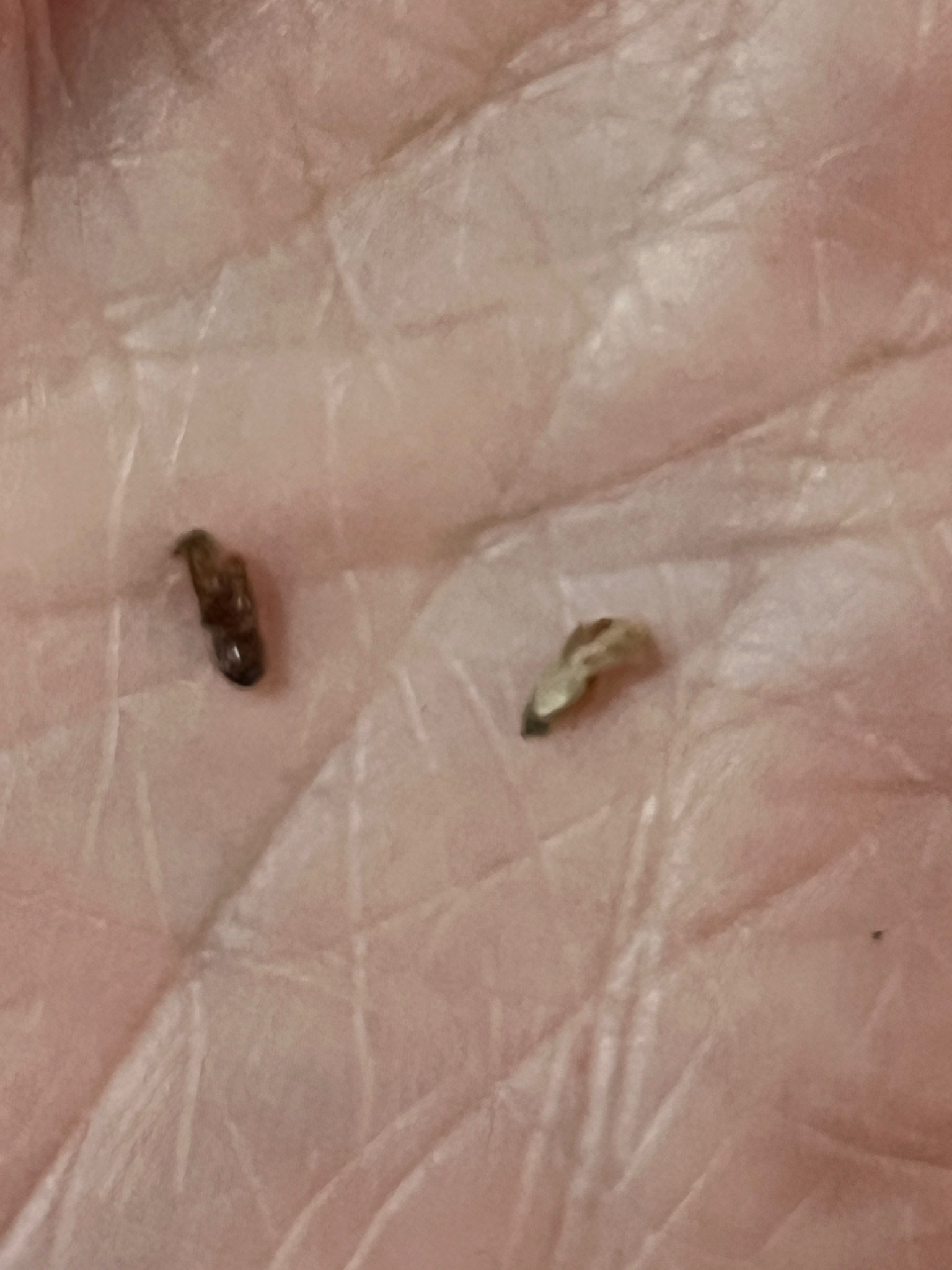 Common Carpet Beetle