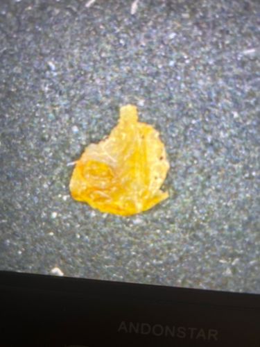 Insect Exuvia (Shed Exoskeleton)