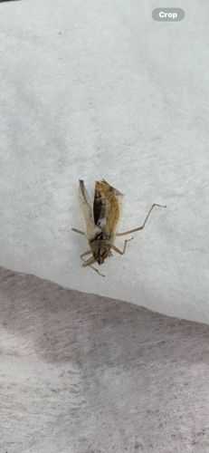 Cricket (likely a field cricket or house cricket)