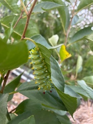 Cecropia moth caterpillar