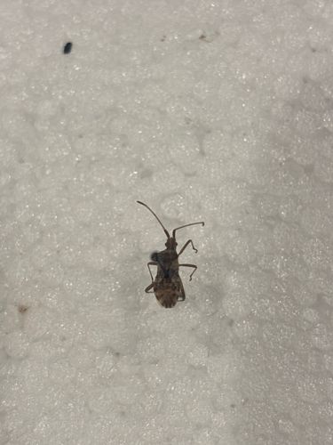 Western Conifer Seed Bug