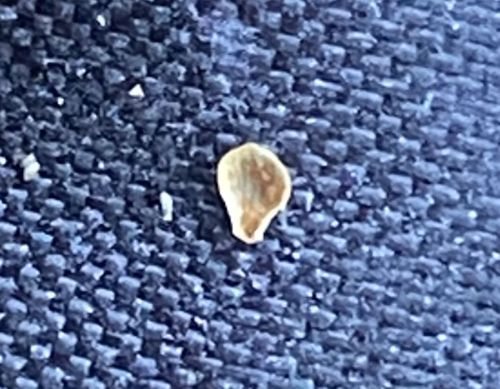 Bed Bug