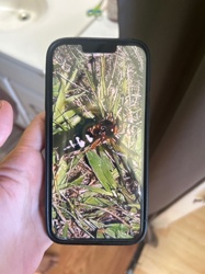 Golden Silk Orb-weaver (likely species in genus Trichonephila or Nephila)