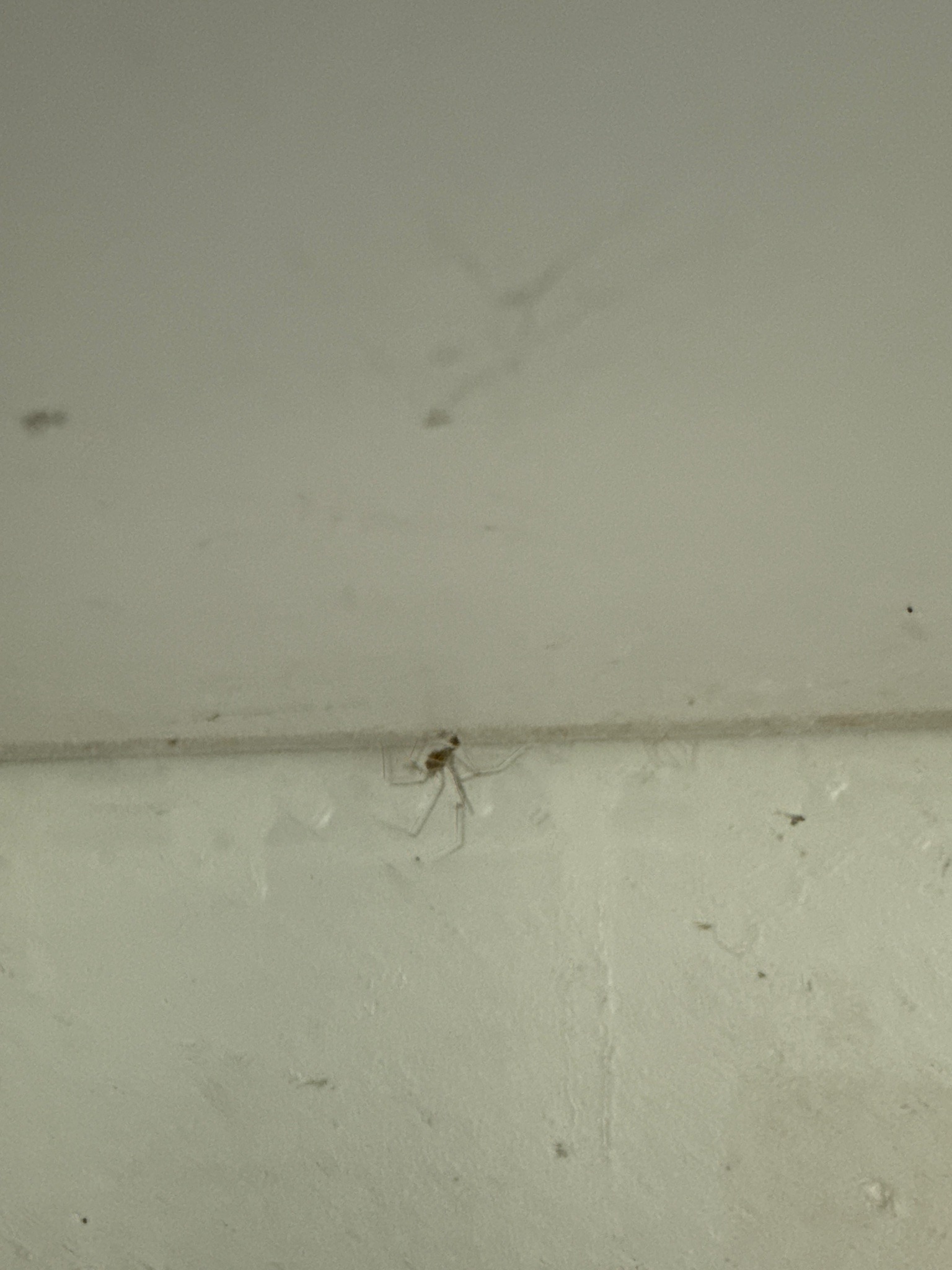 Cellar Spider
