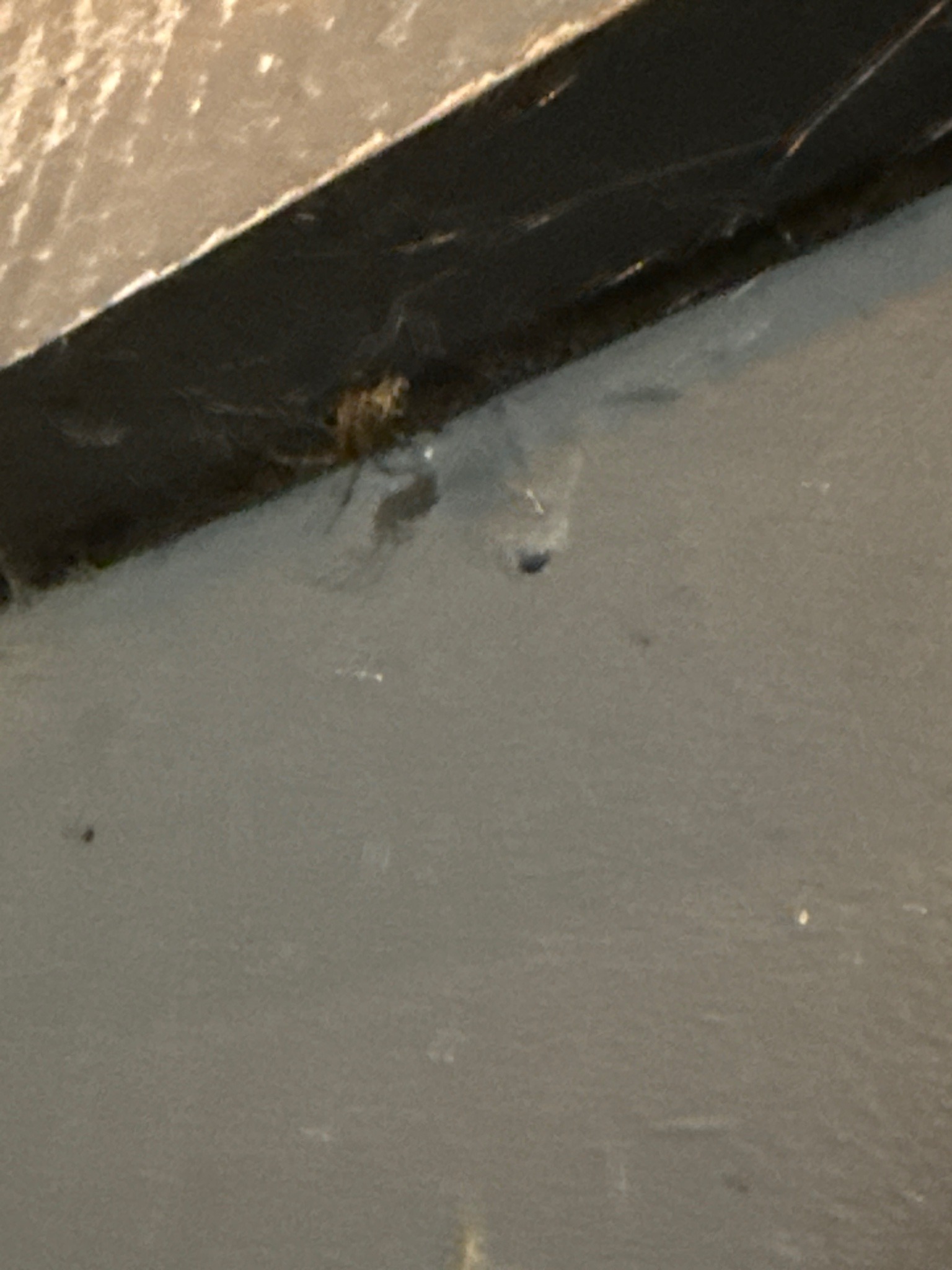 Cellar Spider
