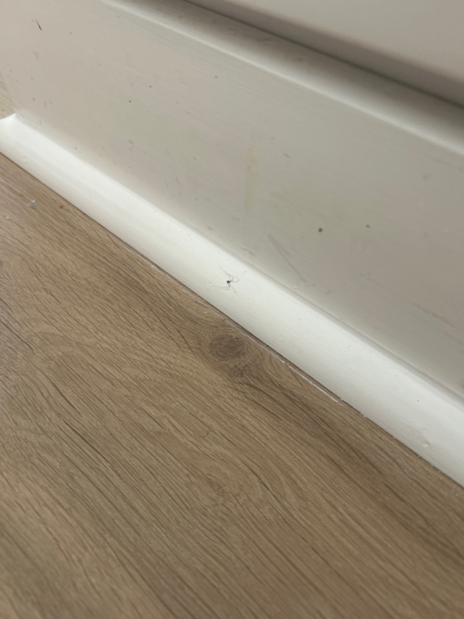 Cellar Spider