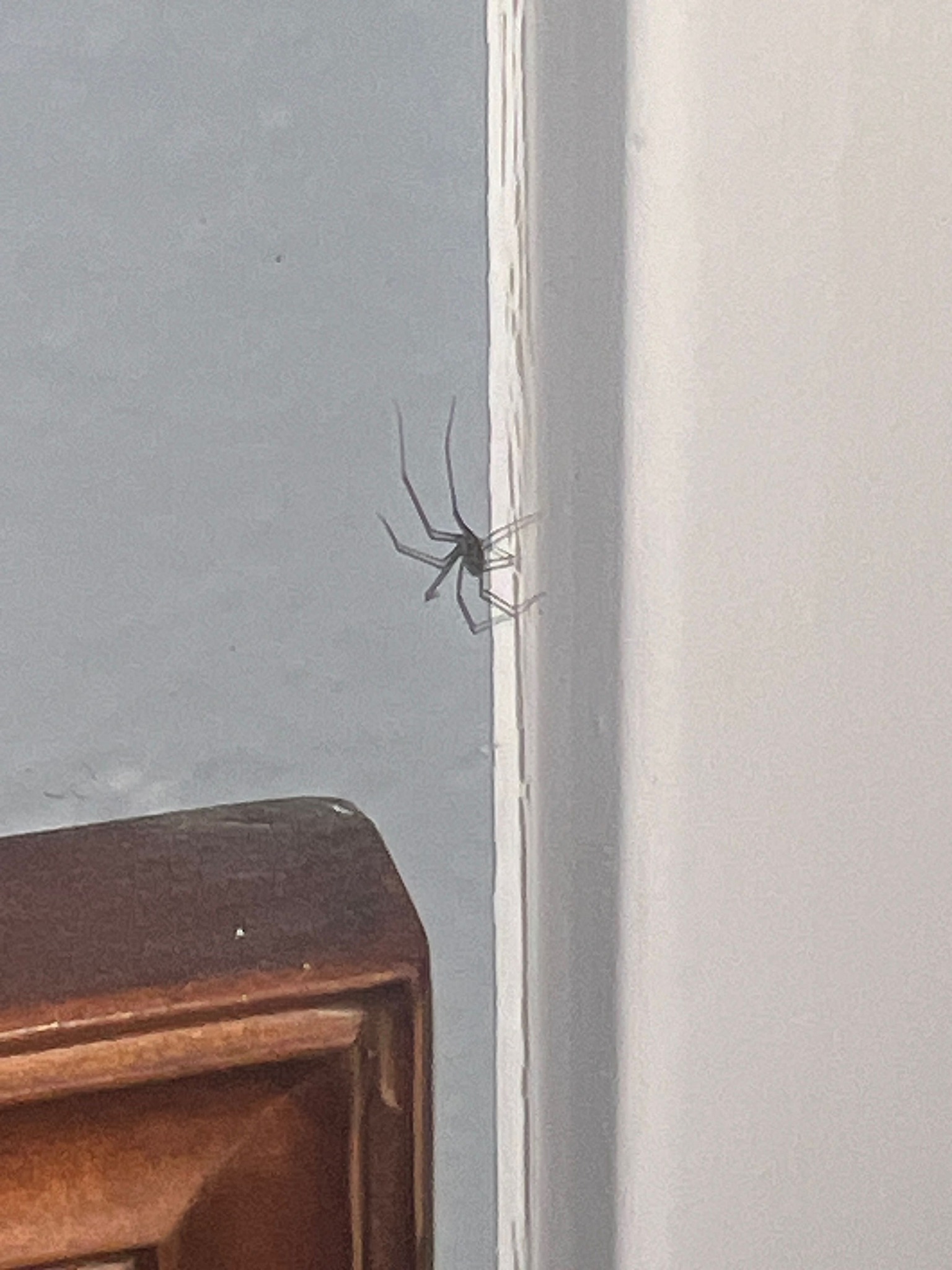 Cellar Spider (Daddy Long-legs Spider)
