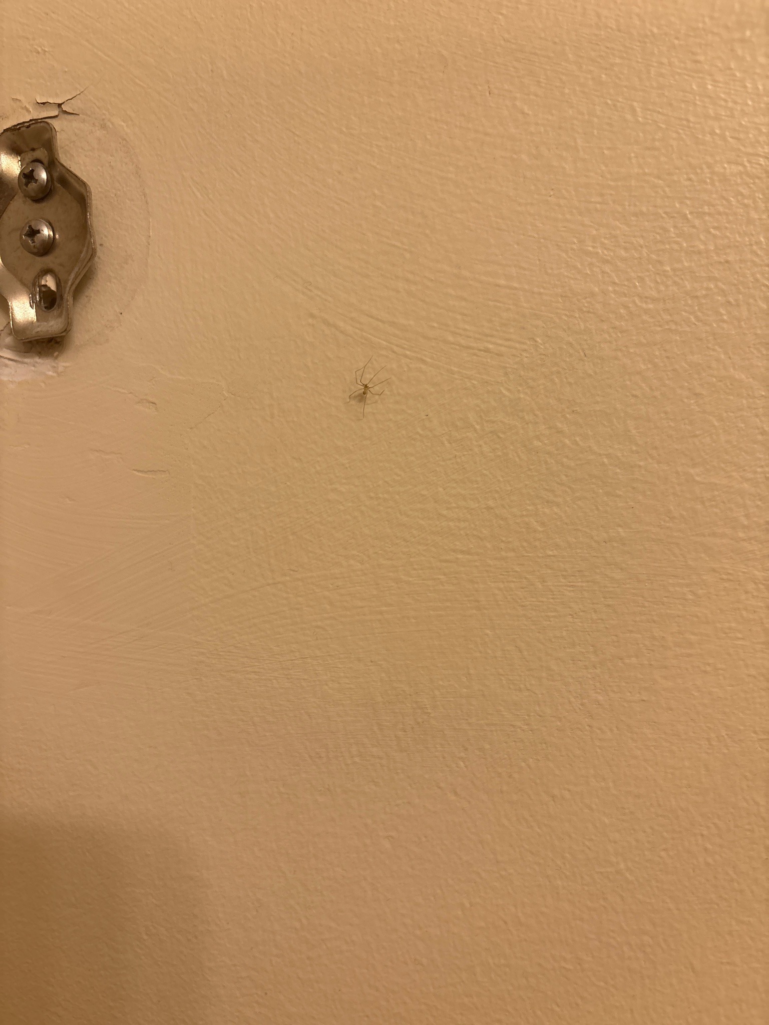 Cellar Spider (Daddy Long-legs Spider)