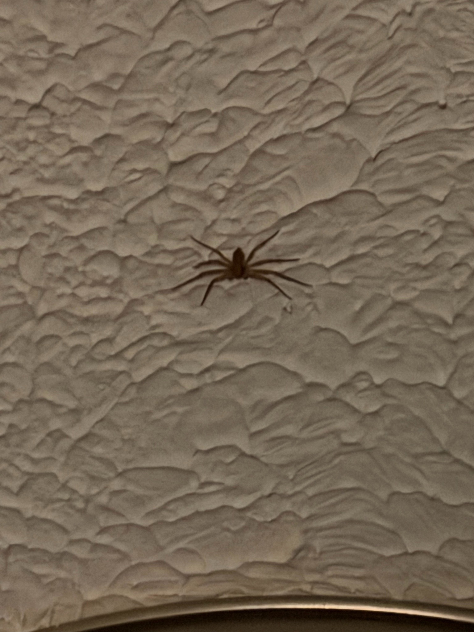Cellar spider (likely long-bodied cellar spider)