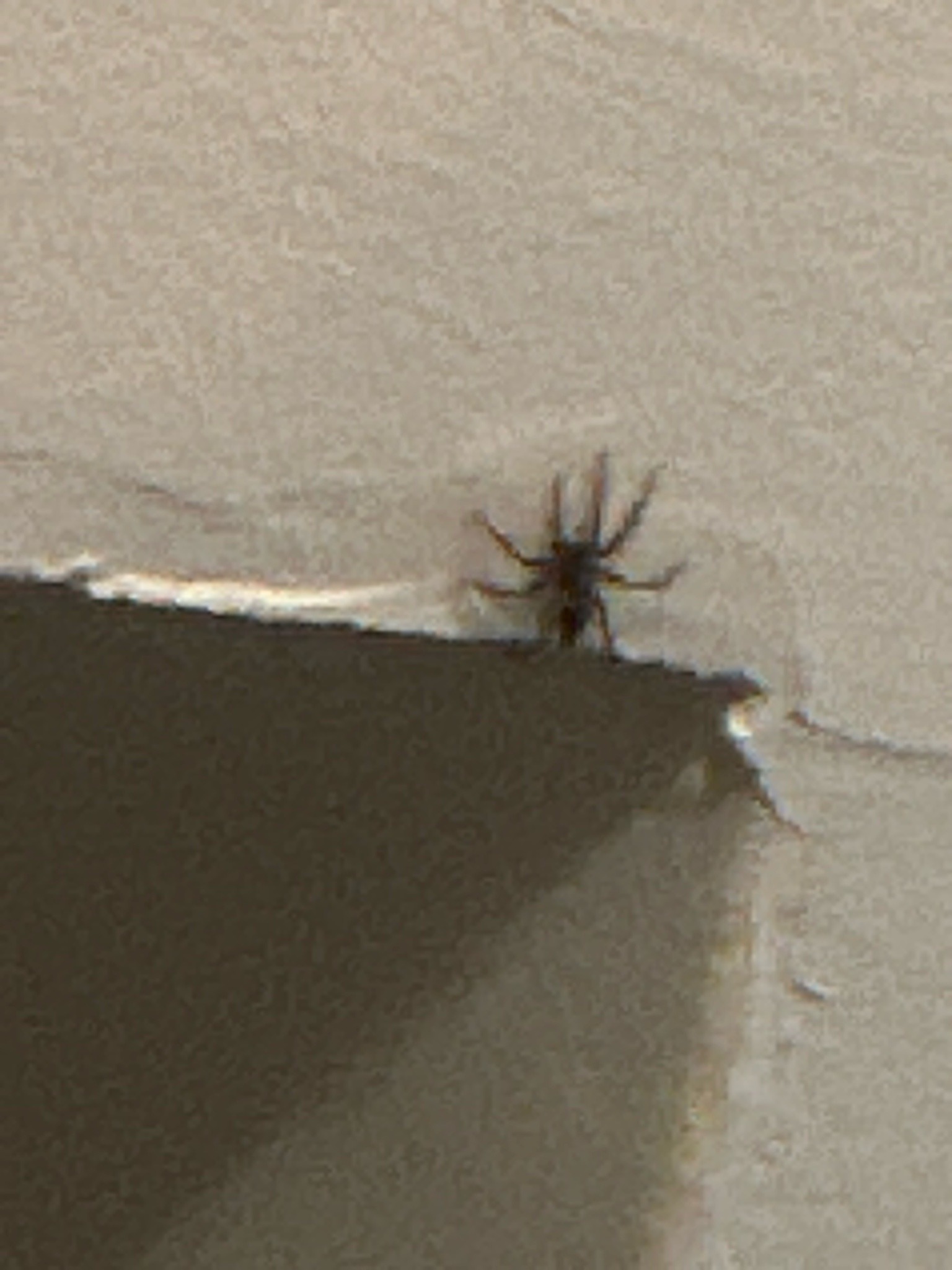 Cellar spider (likely long-bodied cellar spider)