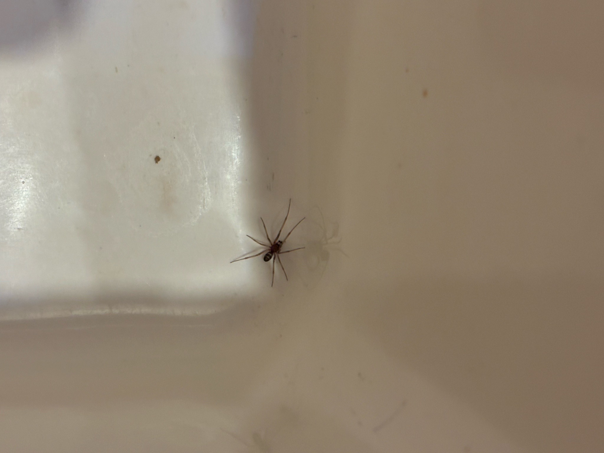 Cellar spider (long-bodied cellar spider)