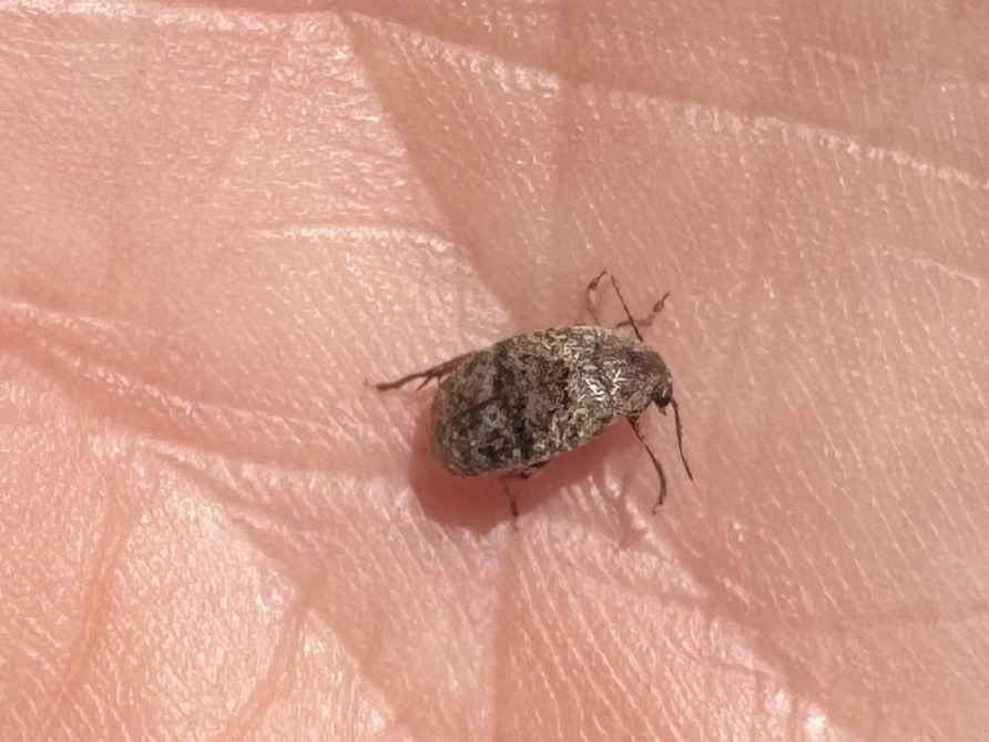 Bean Weevil (Seed Beetle)