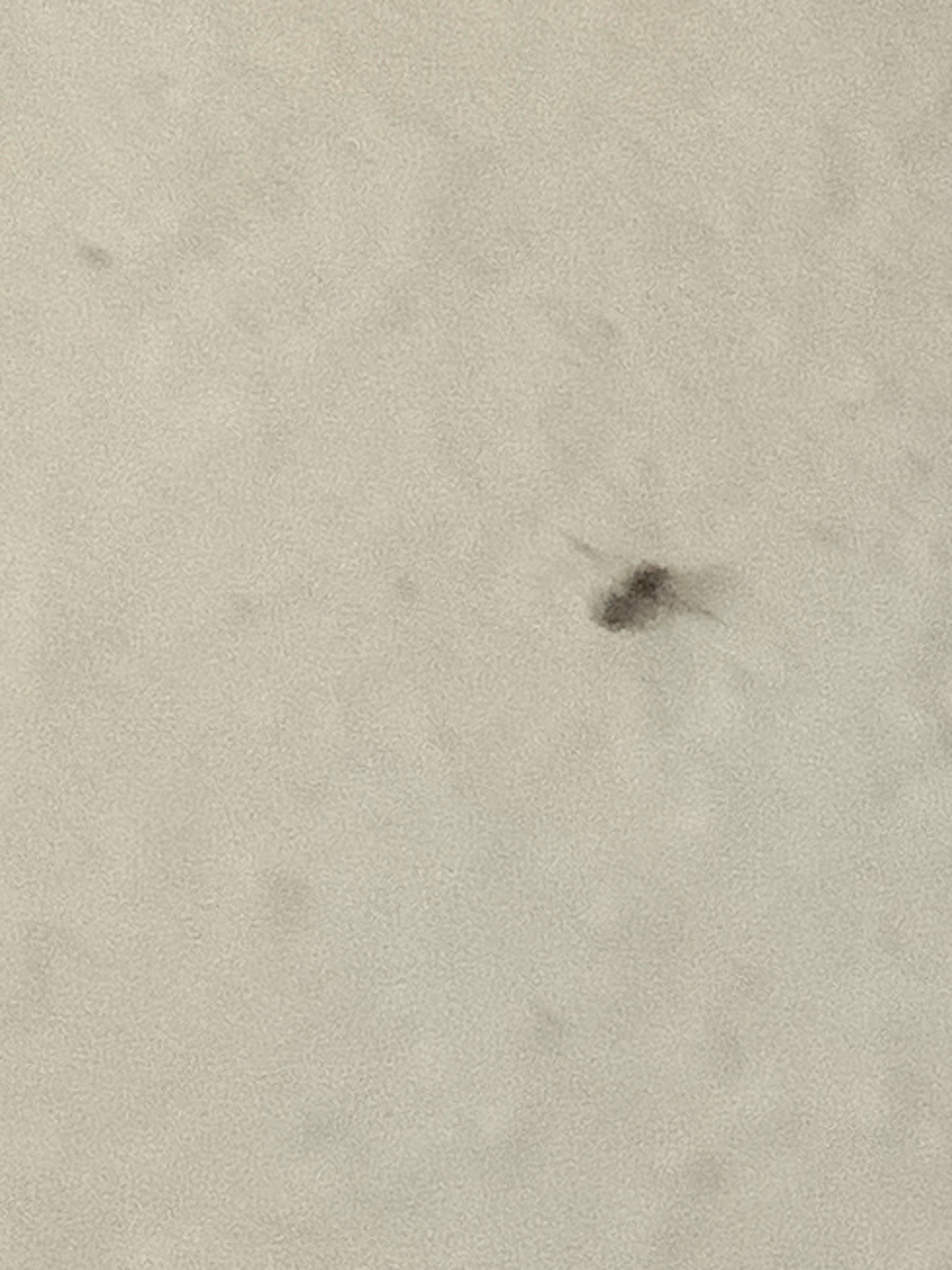 Bed Bug