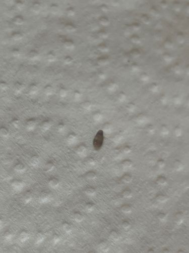 Larder Beetle Larva (or similar Dermestid beetle larva)