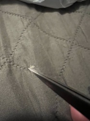 Carpet Beetle Larva (shed skin)