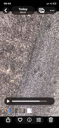Varied Carpet Beetle (Larva)