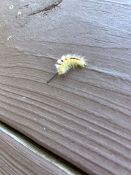 White-marked Tussock Moth Caterpillar (likely)