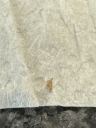 Case-bearing Clothes Moth