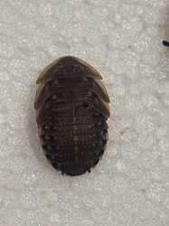 Glow-worm beetle larva (or a similar firefly larva)