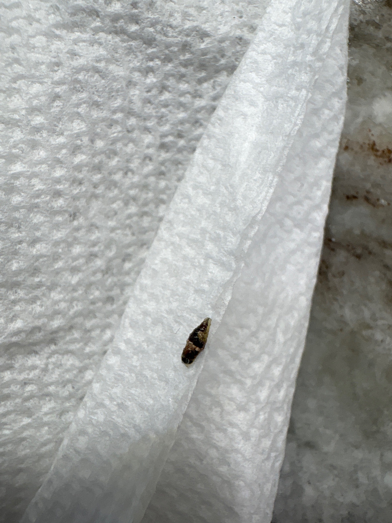 Household Casebearer (Plaster Bagworm)