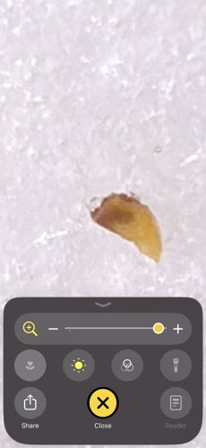 Bed Bug (Nymph/Egg)