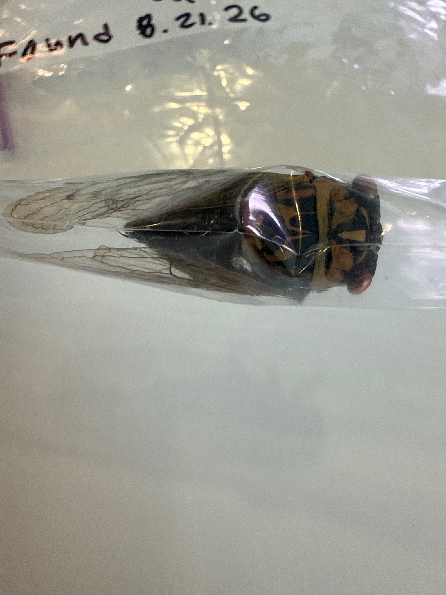 Cicada