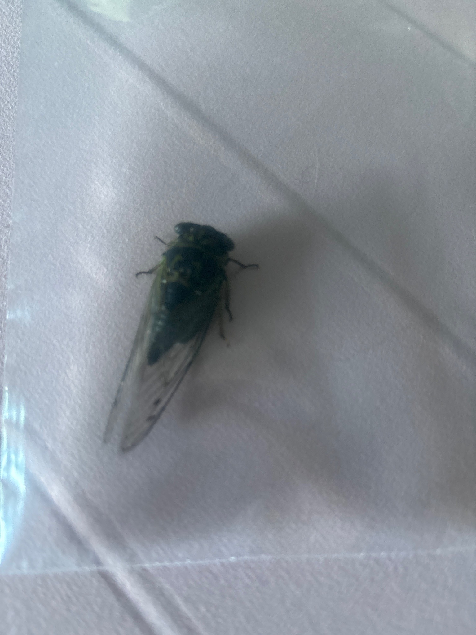 Cicada