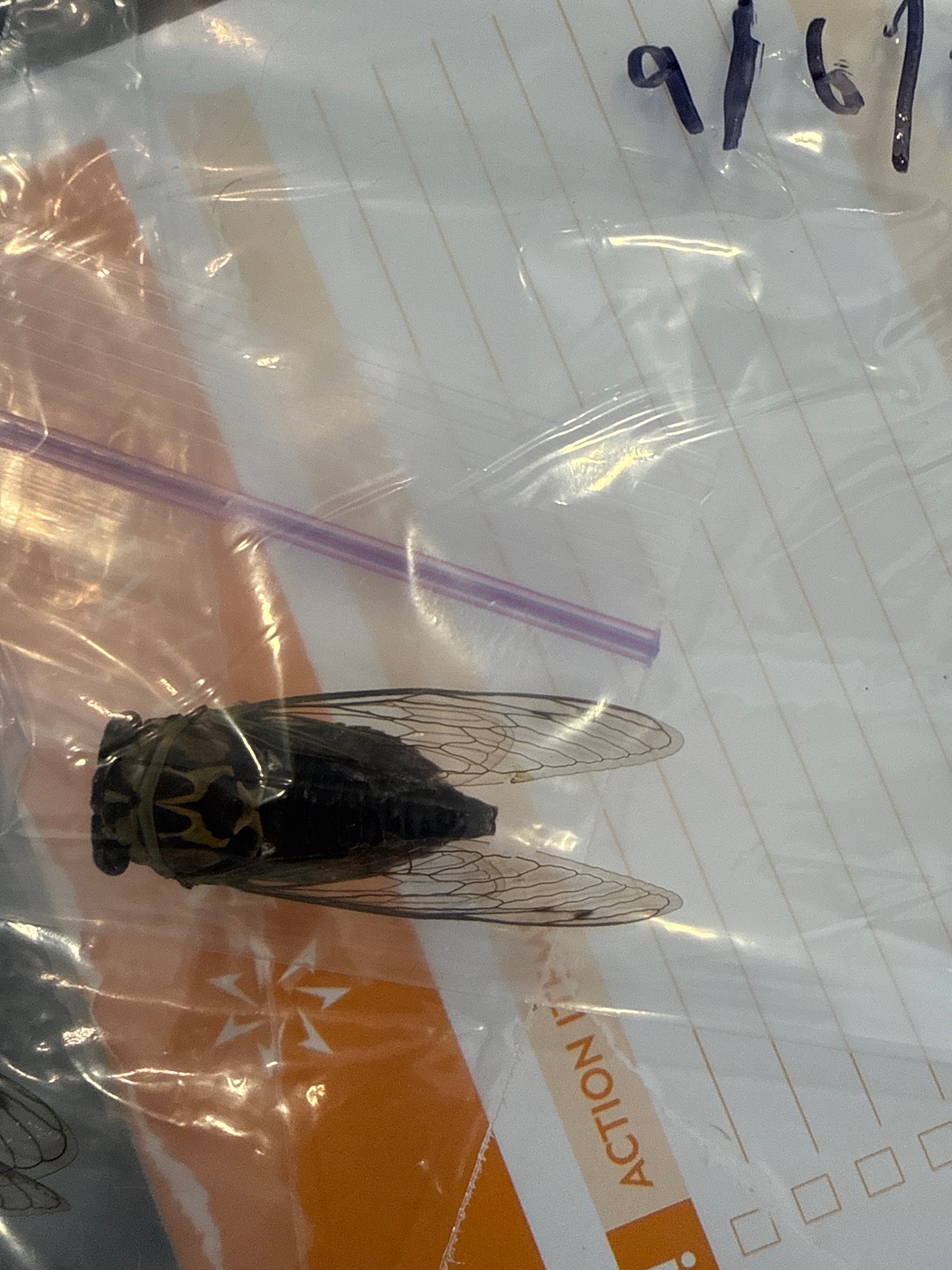 Cicada