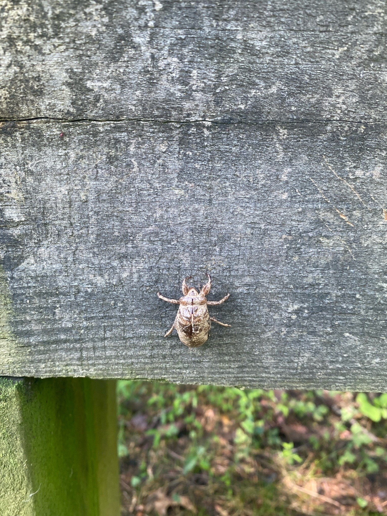 Cicada Exuvia (Cicada Molting Shell)