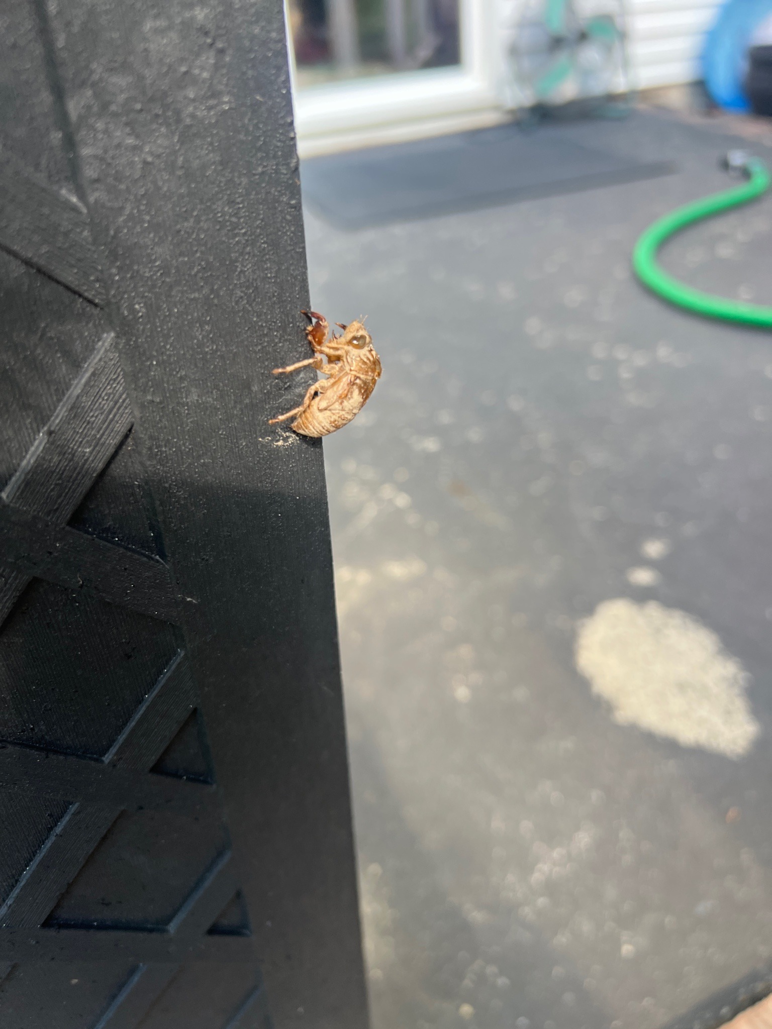 Cicada Exuvia (Shed Skin)