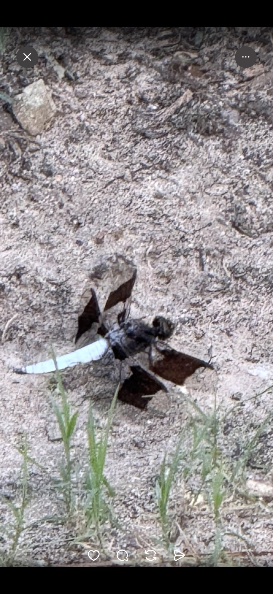 Cicada killer wasp