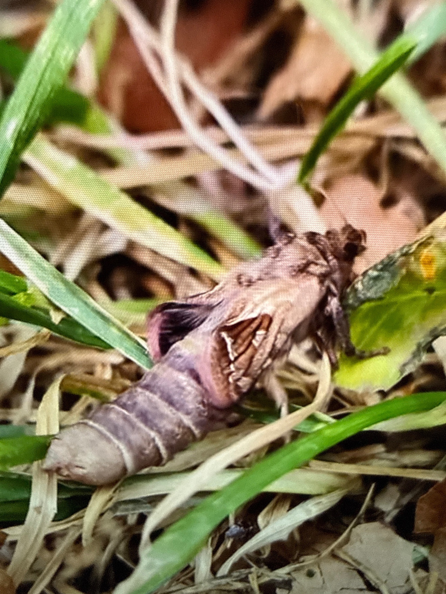 Cicada (likely a freshly emerged adult)