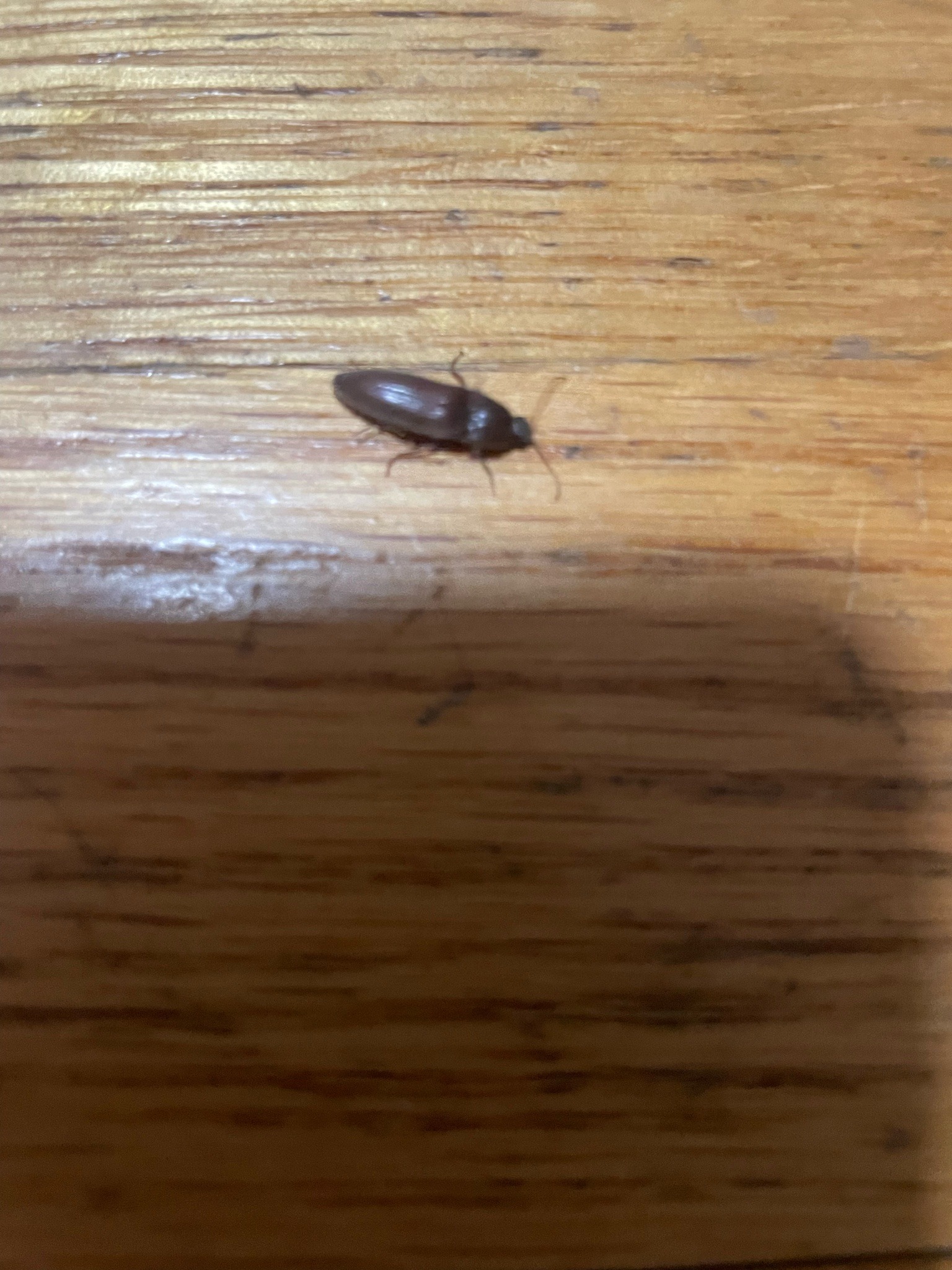 Click Beetle