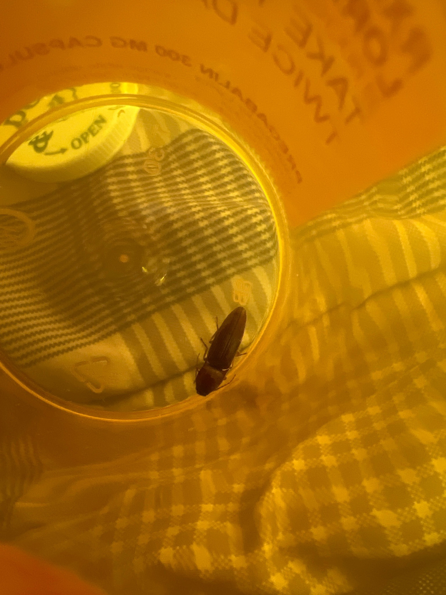 Click Beetle
